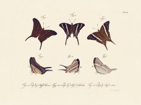 Jablonsky Butterfly 052