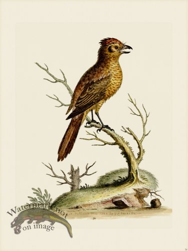 (image for) Edwards 054 Crested Red 