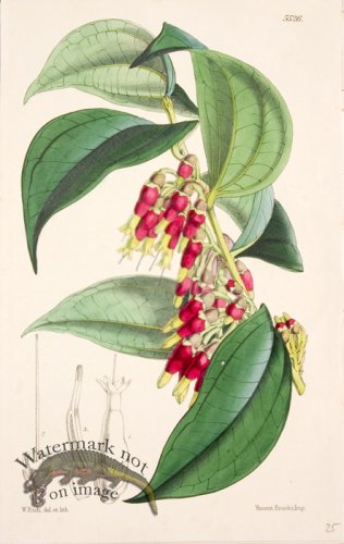 (image for) Cbms_0083