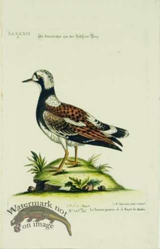 (image for) Seligmann WB 09