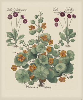 Besler 294 Colored B2