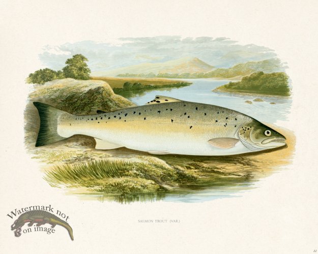 (image for) British FW 22