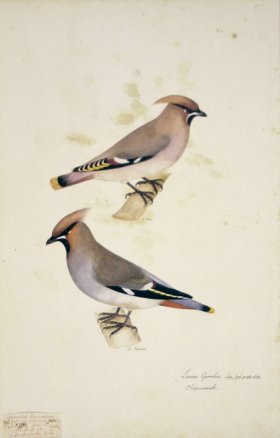 90 Swedish Birds . Lanius Garrulus, European Roller, Shrike