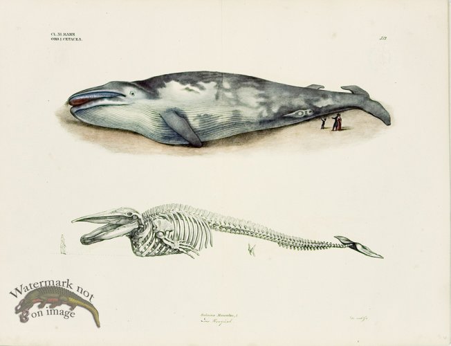 Goldfuss Blue Whale