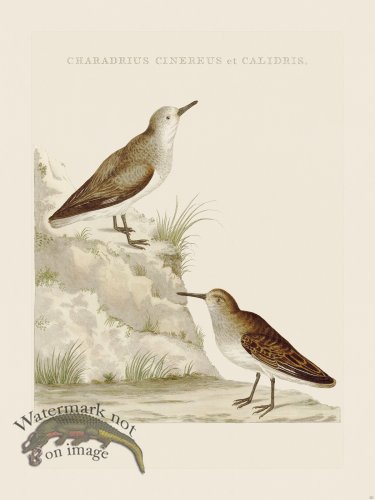 (image for) Nozeman Bird 221