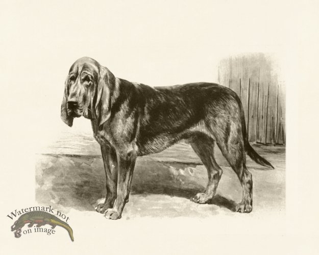 (image for) Modern Dogs 02