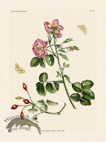 (image for) Wilkes Butterflies 082