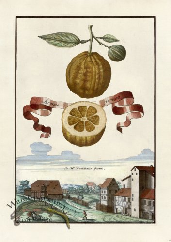 (image for) Volckamer 069