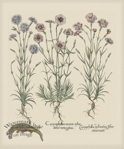 (image for) Besler 316 Colored B2