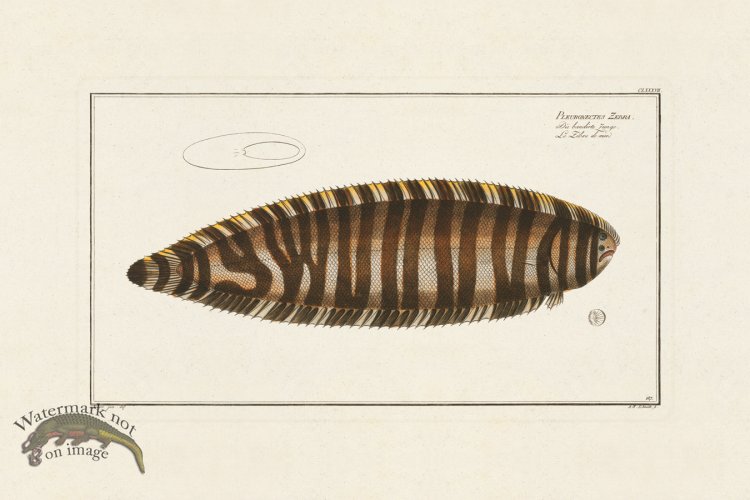 (image for) BLOCH FISH 187