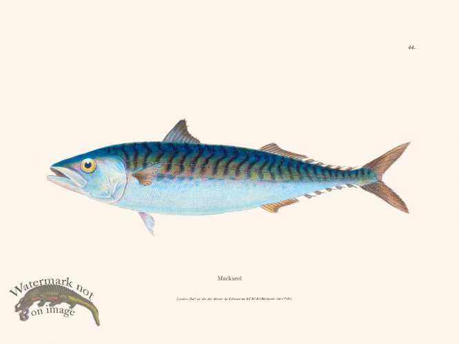 (image for) 044 Mackarel