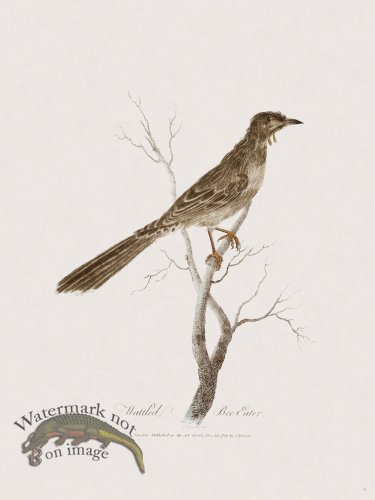 6 New Holland Caffowary