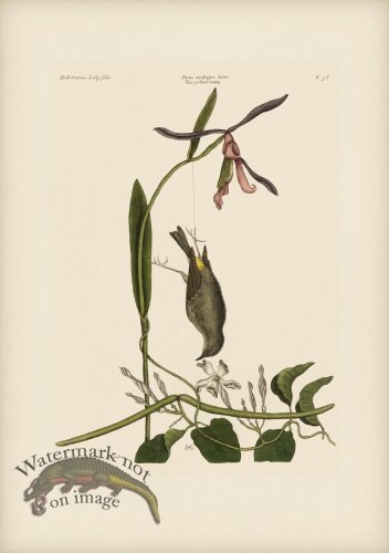 (image for) 058 Yellow Rump