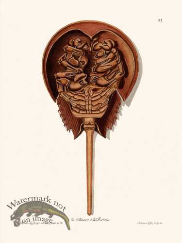 (image for) Knorr Sealife 11