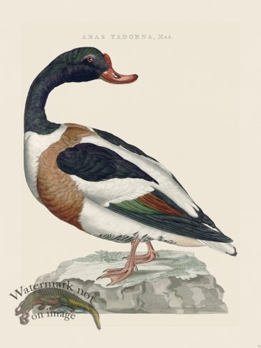 (image for) Nozeman Bird 039