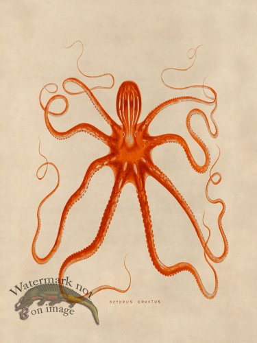 (image for) Octopus Orange 18