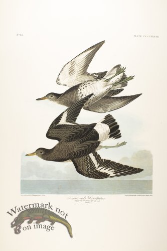 (image for) White-Legged Oyster-Catcher