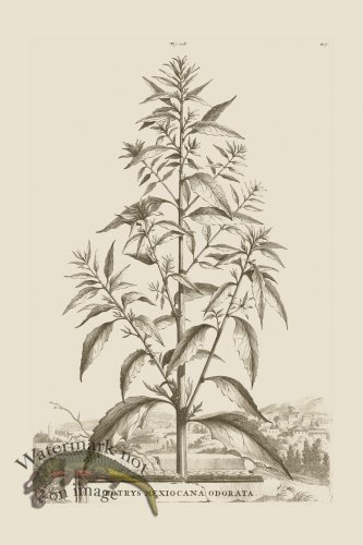 (image for) Abraham Munting 118