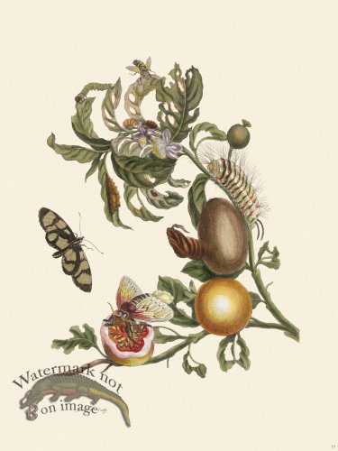 (image for) Merian Metamorphosis 19