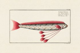 BLOCH FISH 423