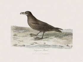 37 New Holland Caffowary