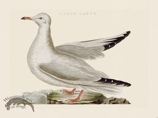 (image for) Nozeman Bird 078