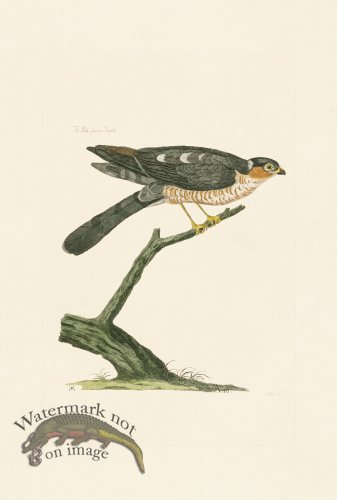 (image for) Pennant Zoology 121