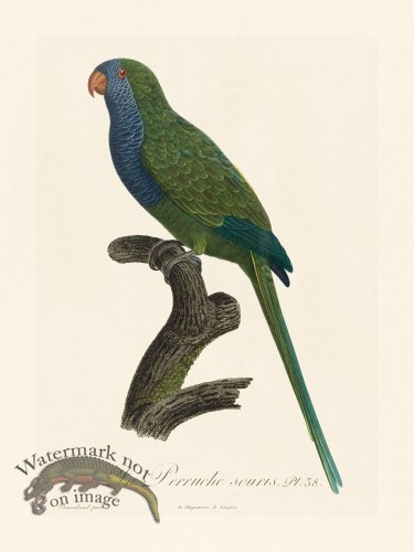 (image for) Barraband Parrot 038