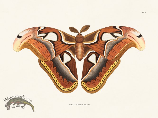 (image for) Nodder BF 09