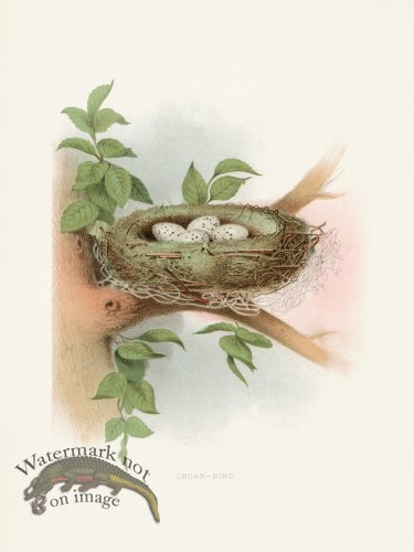 (image for) Thomas Gentry Bird 51