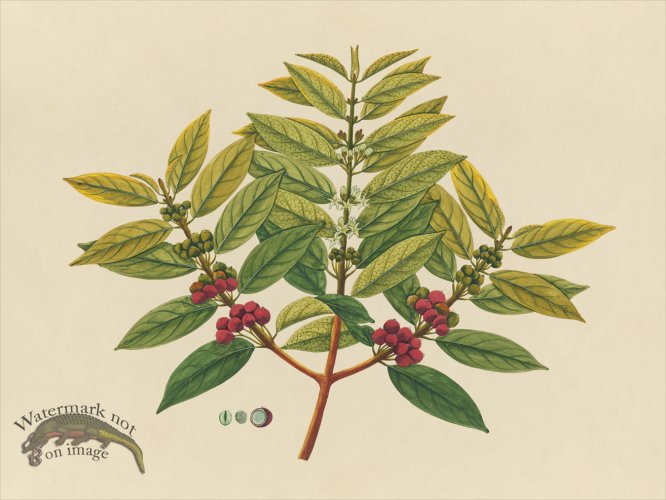 (image for) Far East Fruit and Flowers 07