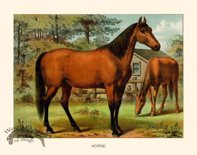 (image for) CP 03 Horse