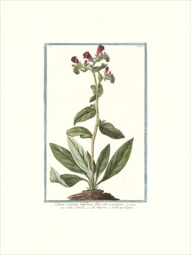 Bonelli 195 Cretan vipers