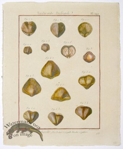 (image for) Diderot Shell 24