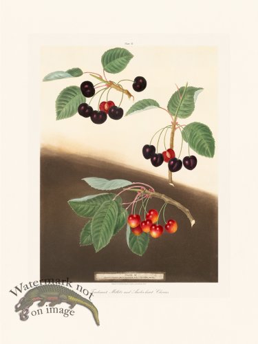 (image for) Brookshaw Fruit 35