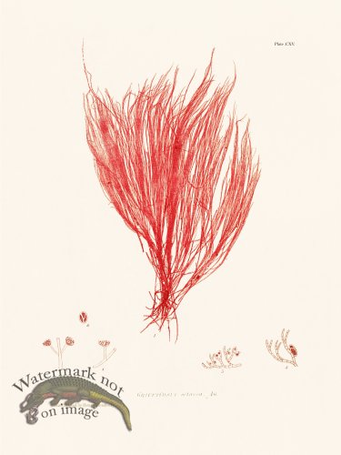 (image for) Bradbury Seaweed 115