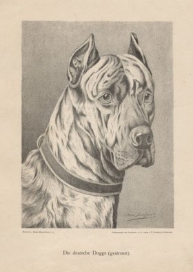 1890s Dogs 37