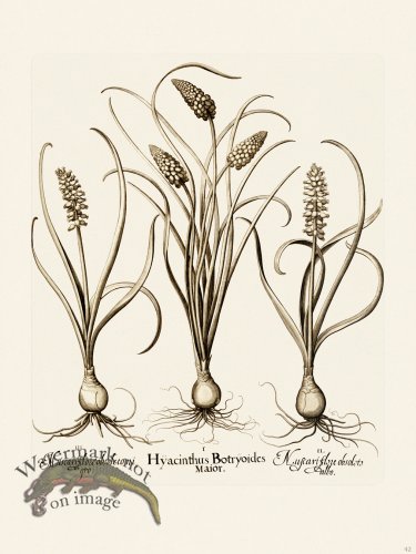 (image for) Besler 042 B1