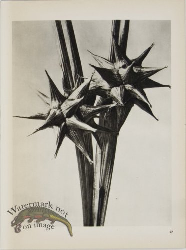 (image for) Blossfeldt T 097