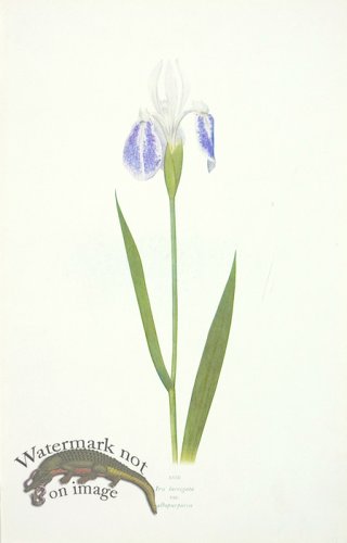 (image for) Dykes Iris 24