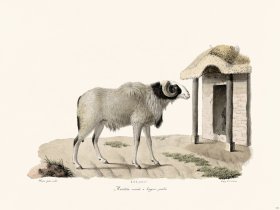 Cuvier 141 Sheep Variety