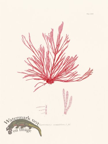 (image for) Bradbury Seaweed 114