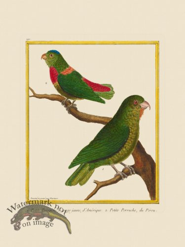 (image for) Martinet Bird 190