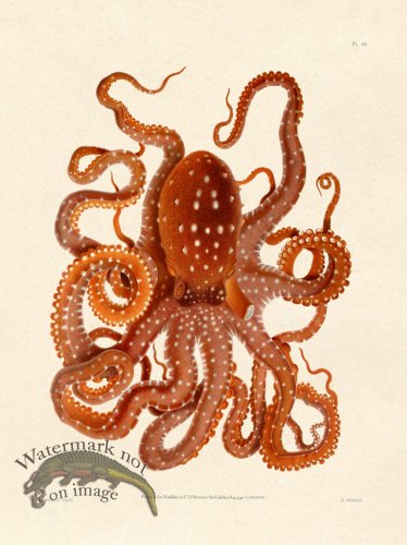 (image for) Shaw Nodder SL 46