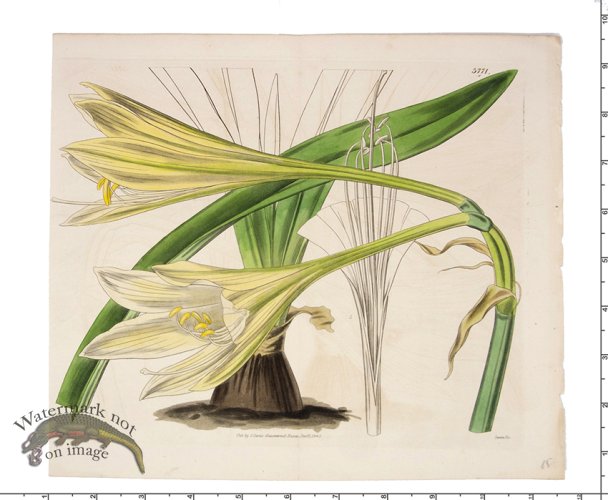 (image for) Curtis Botanical 024