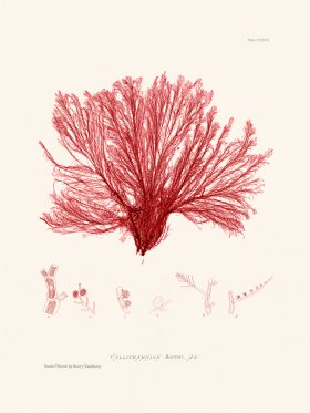 Bradbury Seaweed 126