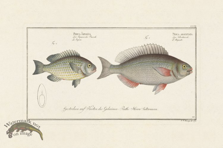 (image for) BLOCH FISH 311