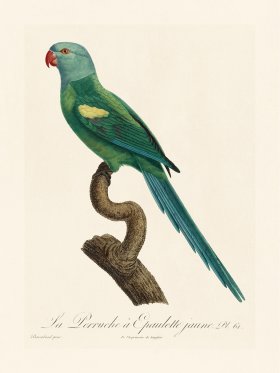 Barraband Parrot 061