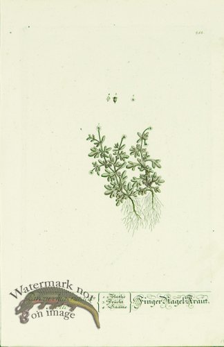 (image for) Blackwell German 136