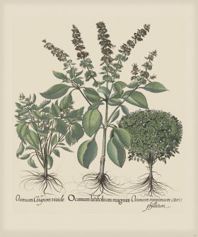 Besler 235 Colored B2